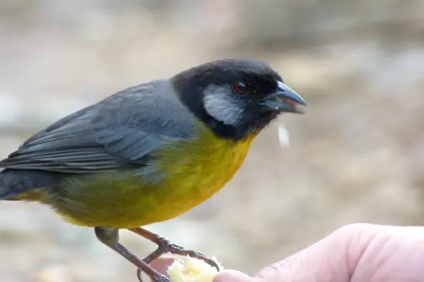 File:Atlapetes melanocephalus.jpg