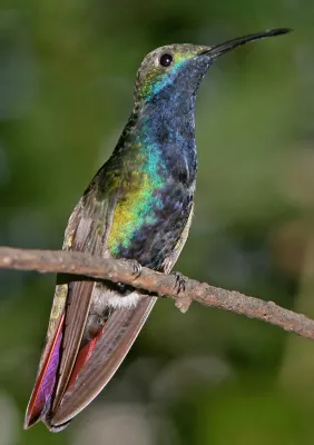 File:Anthracothorax nigricollis 1152.jpg