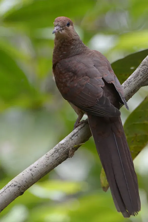 File:Macropygia amboinensis - Mount Mahawu (1).JPG