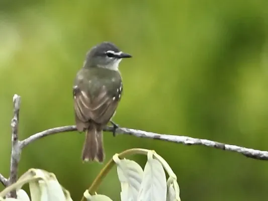 File:Ornithion inerme - White-lored tyrannulet.JPG