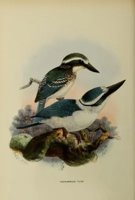 File:Todiramphus tutus by John Gerrard Keulemans.jpg