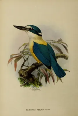 File:Todiramphus recurvirostris by John Gerrard Keulemans.jpg