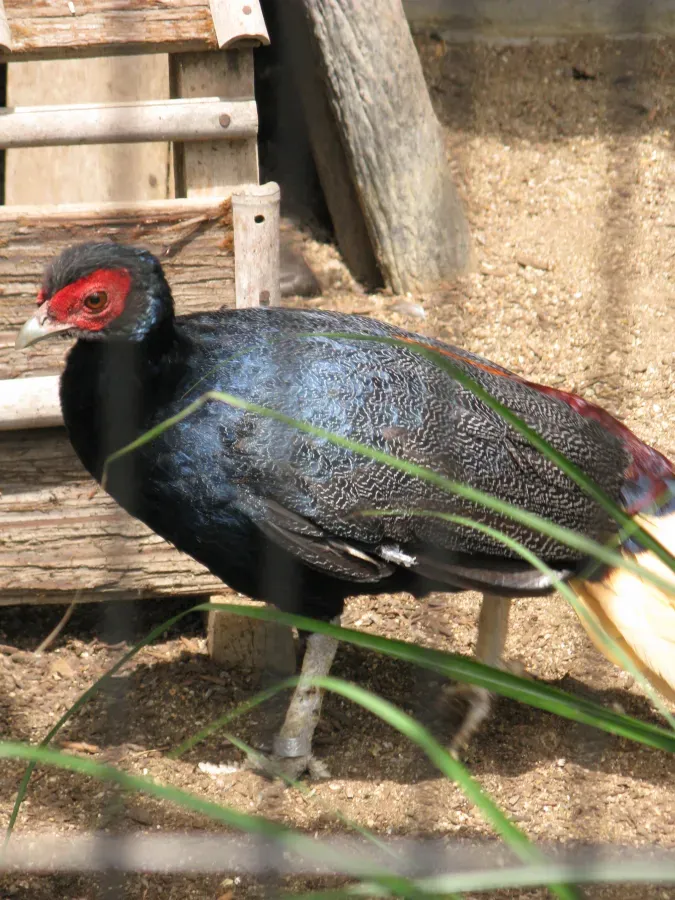File:Lophura erythrophthalma1.jpg