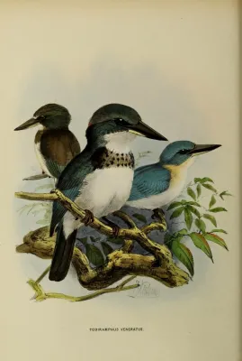 File:Todiramphus veneratus by John Gerrard Keulemans.jpg