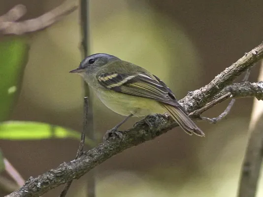 File:Mecocerculus hellmayri - Buff-banded tyrannulet.jpg