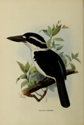 File:Todiramphus funebris by John Gerrard Keulemans.jpg