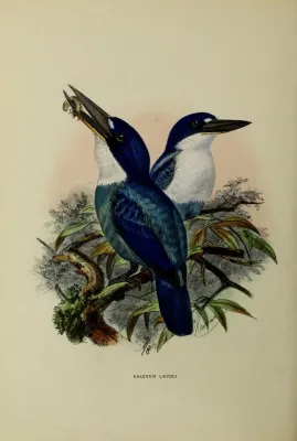 File:Todiramphus lazuli by John Gerrard Keulemans.jpg