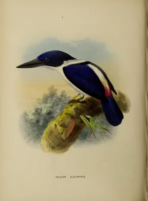 File:Todiramphus leucopygius by John Gerrard Keulemans.jpg
