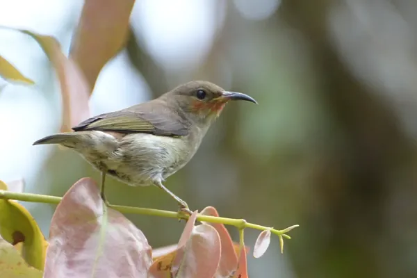 File:Myzomela chloroptera - Mount Mahawu (4).JPG