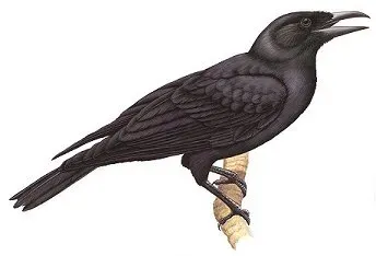 File:Mariana Crow Corvus kubaryi.jpg