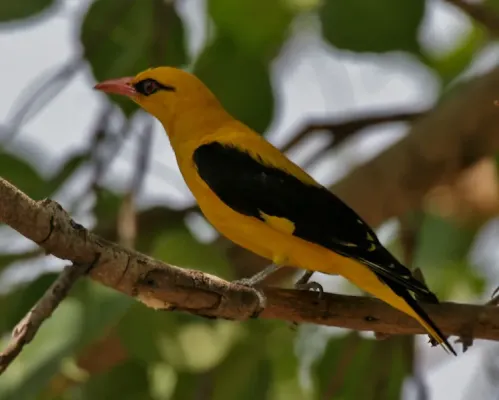 File:Indian Golden Oriole (Oriolus kundoo), male at Secunderabad W IMG 6714.jpg