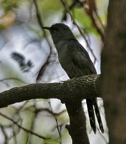 File:Grey-bellied Cuckoo (Cacomantis passerinus) at Hyderabad, AP W 067.jpg