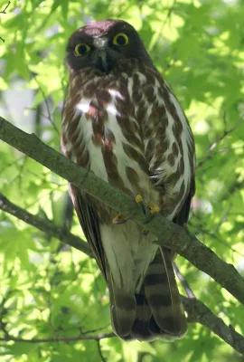File:Ninox japonica, Japan.jpg