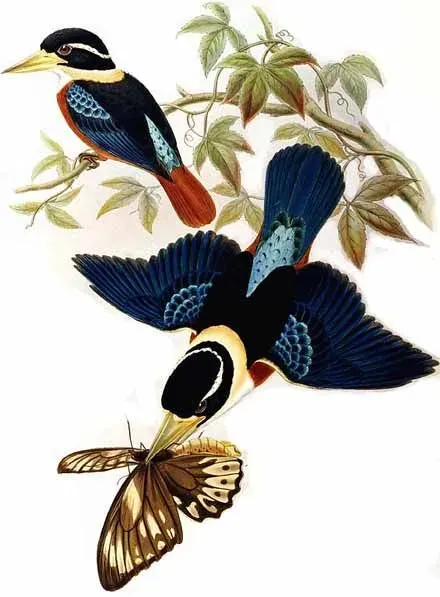 File:Dacelo gaudichaud2.jpg