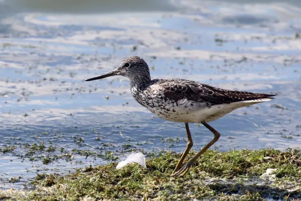 File:Greenshank (Tringa nebularia).jpg