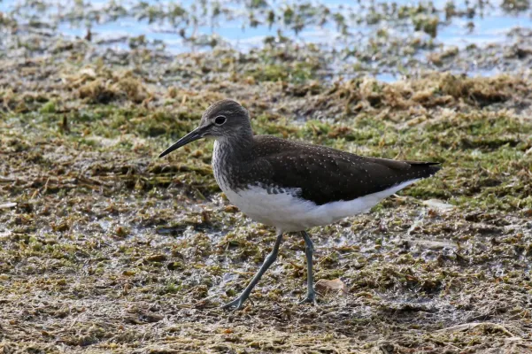 File:Green sandpiper (Tringa ochropus).jpg