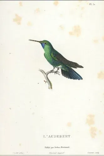 File:Chlorestes notata.JPG