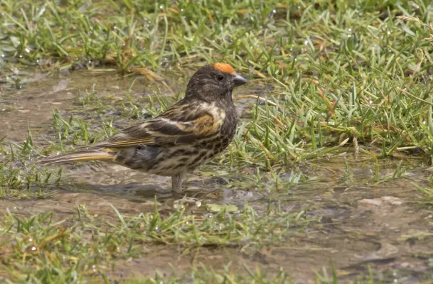 File:Serinus pusillus - Red-fronted serin 01.jpg