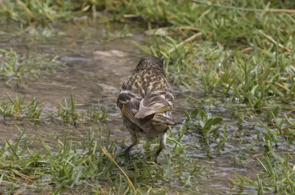 File:Serinus pusillus - Red-fronted serin 04.jpg