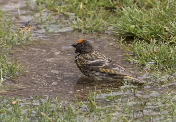File:Serinus pusillus - Red-fronted serin 05.jpg