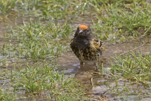 File:Serinus pusillus - Red-fronted serin 06.jpg