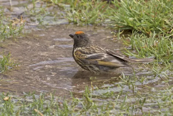 File:Serinus pusillus - Red-fronted serin 08.jpg