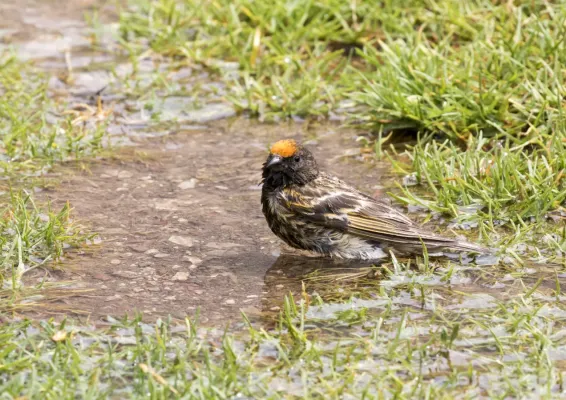 File:Serinus pusillus - Red-fronted serin 07.jpg