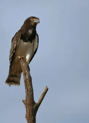 File:Circaetus pectoralis.jpg