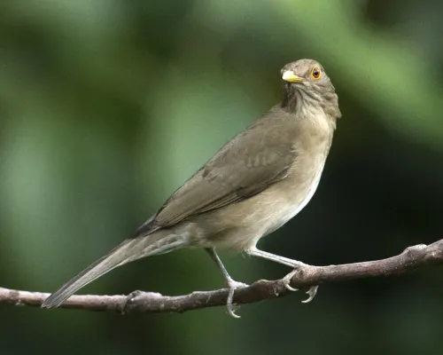File:Ecuadorian Thrush (Turdus maculirostris) (20081987352).jpg