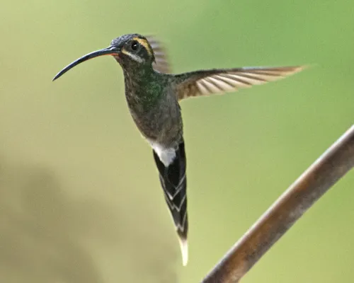 File:White-whiskered Hermit (Phaethornis yaruqui) (20032343561).jpg