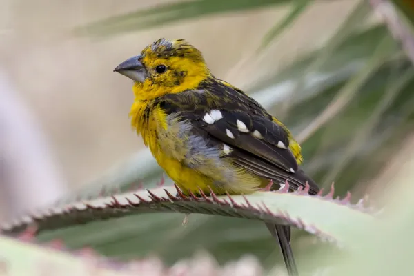 File:Pheucticus chrysopeplus (15833256306).jpg