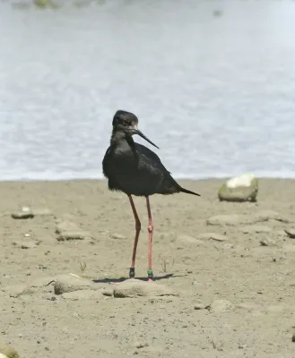 File:Himantopus-novaezelandiae.jpg