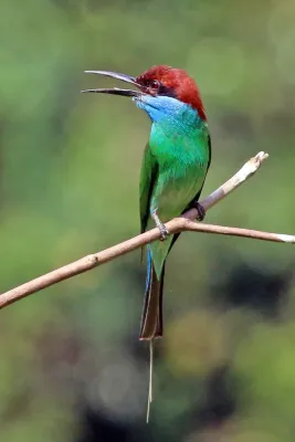 File:Blue-throated bee-eater (Merops viridis).jpg