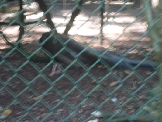 File:Argusianus argus in Burgers' Zoo (Park).JPG