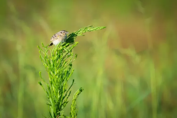 File:Grasshopper Sparrow (Ammodramus savannarum) (19917821412).jpg
