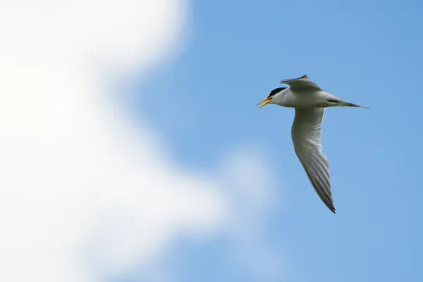 File:Least Tern (Sternula antillarum) (19304674473).jpg