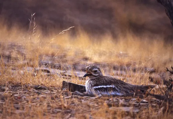File:Indian Stone-curlew (Burhinus indicus) (20240464260).jpg