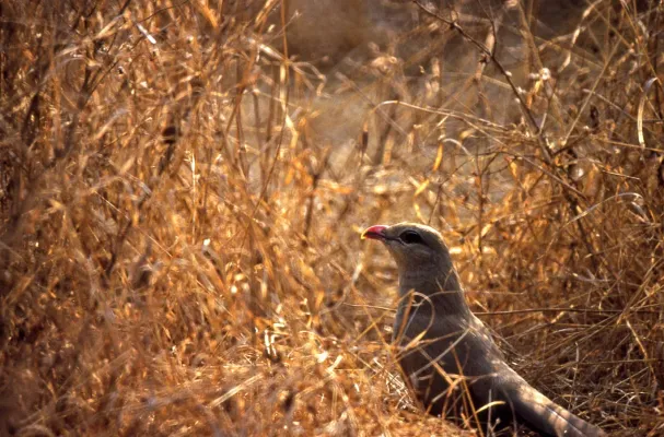 File:Sirkeer Cuckoo (Taccocua leschenaultii) (20266178061).jpg