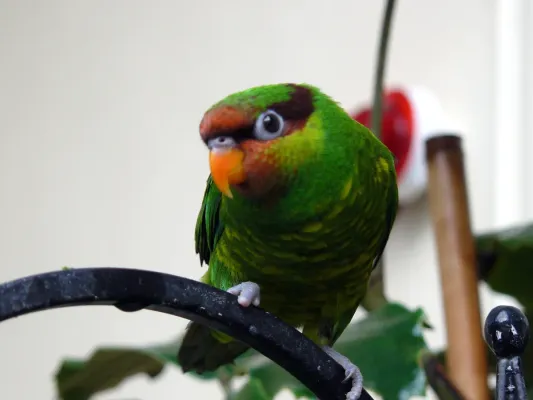 File:Mindanao Lorikeet (Trichoglossus johnstoniae).jpg