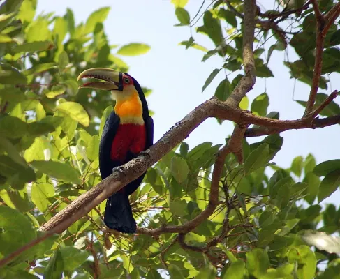 File:Red-breasted Toucan (Ramphastos dicolorus) -Sao Paulo.jpg