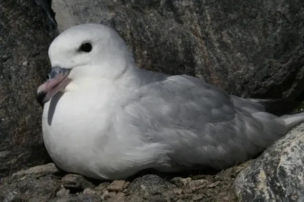 File:Fulmar antarctique - Fulmarus glacialoides.jpg