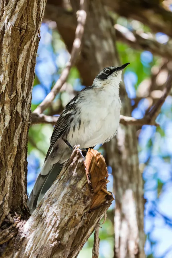 File:Cucuve de Galápagos (Mimus parvulus), isla Santa Cruz, islas Galápagos, Ecuador, 2015-07-26, DD 23.JPG