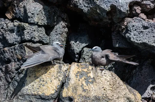 File:Anous stolidus galapagensis, isla Santa Cruz, islas Galápagos, Ecuador, 2015-07-26, DD 41.jpg