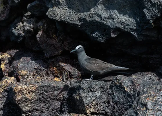 File:Anous stolidus galapagensis, isla Santa Cruz, islas Galápagos, Ecuador, 2015-07-26, DD 40.jpg