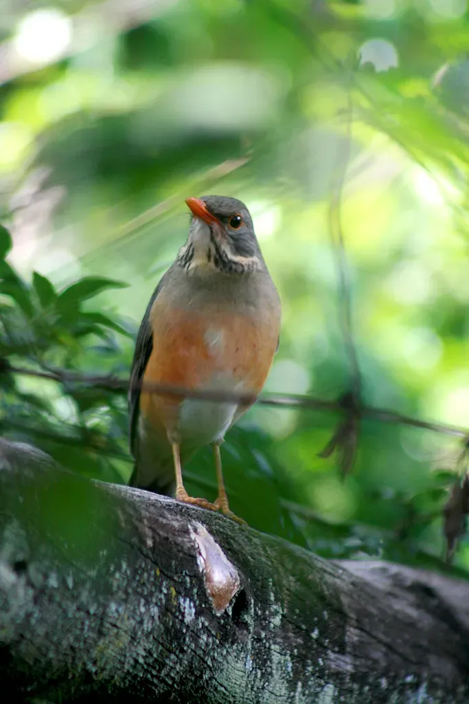 File:Turdus libonyana.jpg
