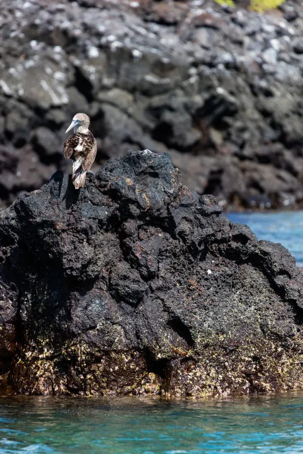 File:Piquero patiazul (Sula nebouxii), Las Bachas, isla Santa Cruz, islas Galápagos, Ecuador, 2015-07-23, DD 15.jpg