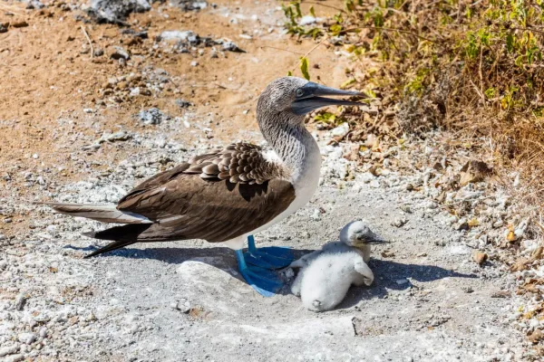 File:Piquero patiazul (Sula nebouxii), Punta Pitt, isla de San Cristóbal, islas Galápagos, Ecuador, 2015-07-24, DD 72.JPG