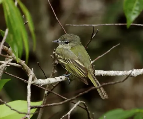 File:Tolmomyias assimilis - Zimmer's flatbill.JPG