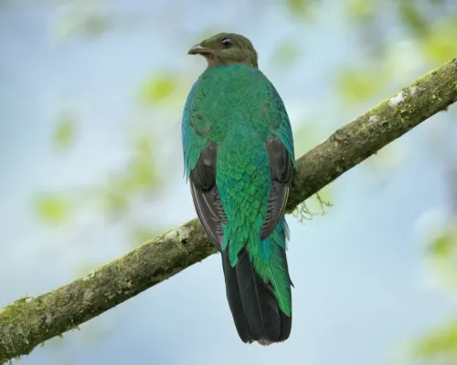 File:Golden-headed Quetzal(Pharomachrus auriceps) (20523385529).jpg