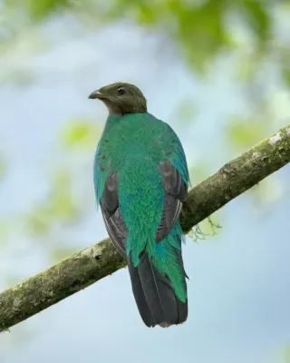 File:Golden-headed Quetzal (Pharomachrus auriceps) (20700858382).jpg